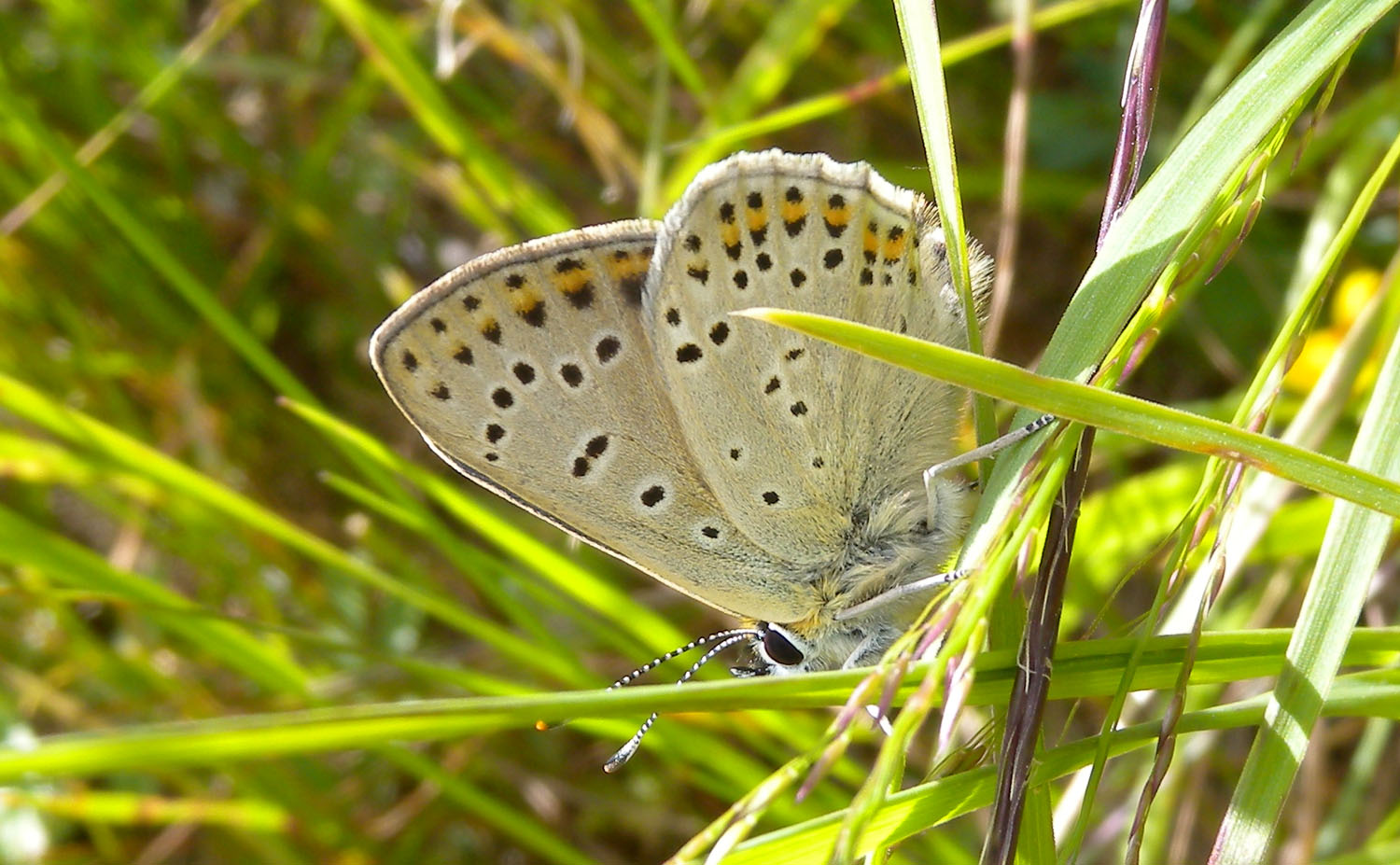 Lycaenidae da identificare